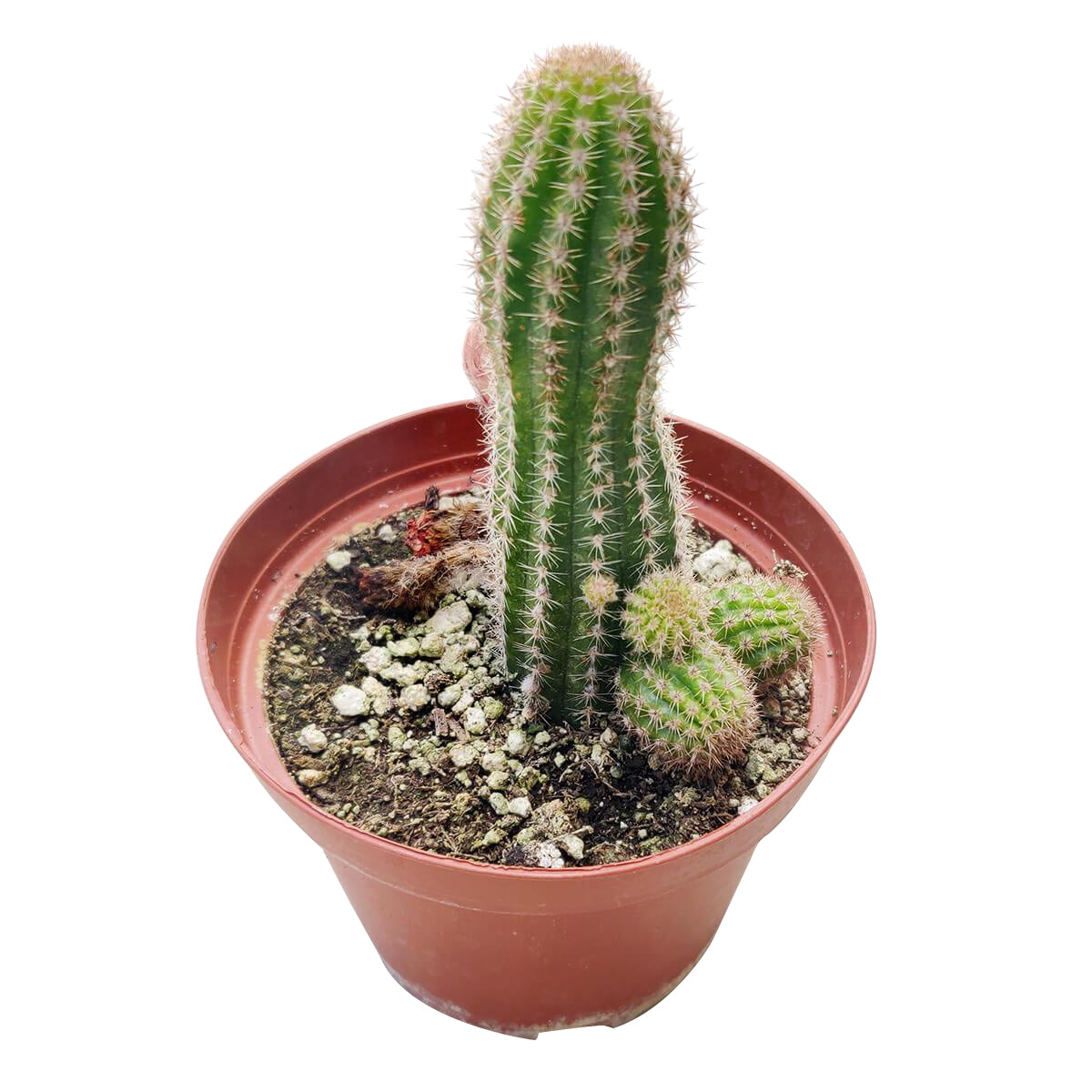 Peanut Cactus Echinopsis