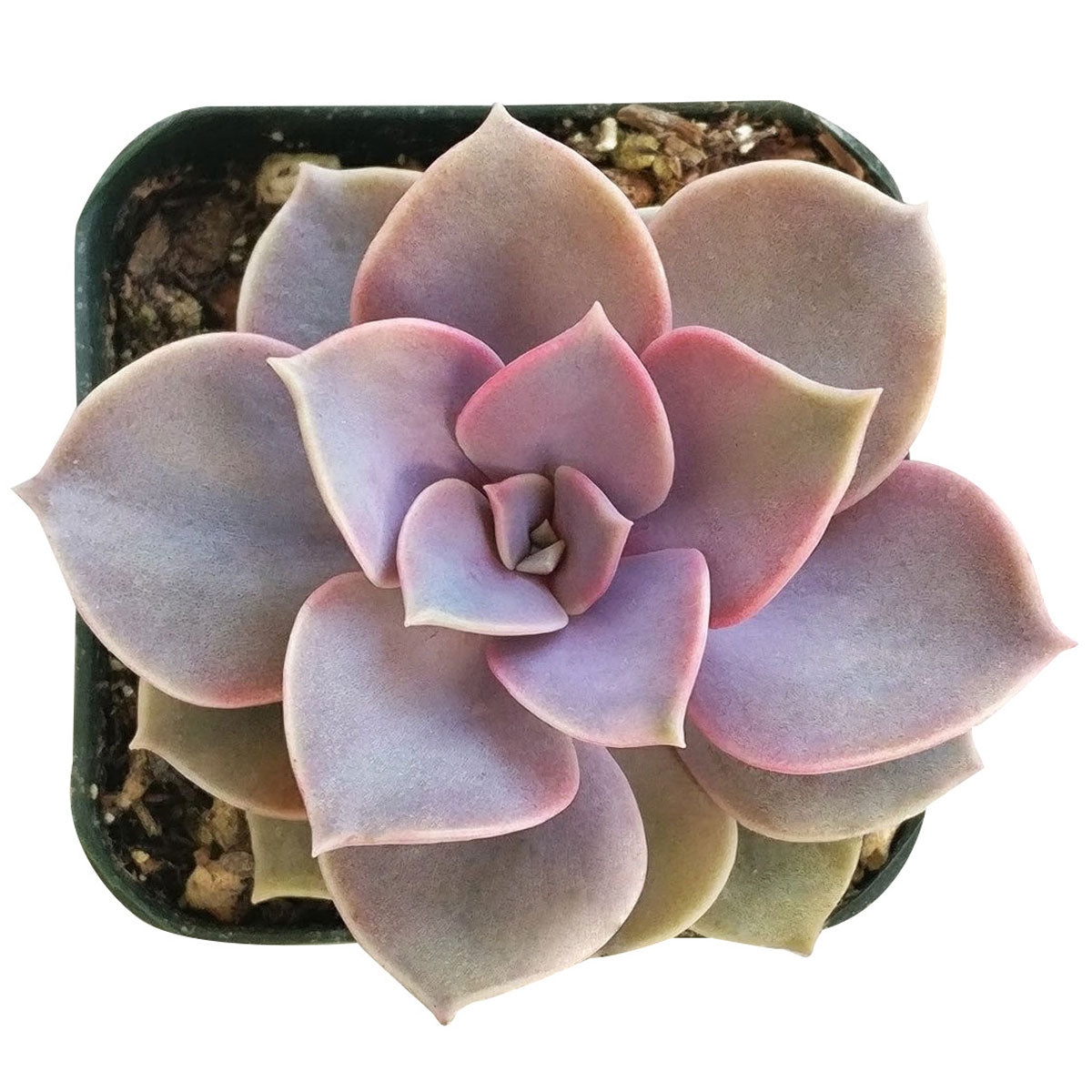 Echeveria Perle Von Nurnberg