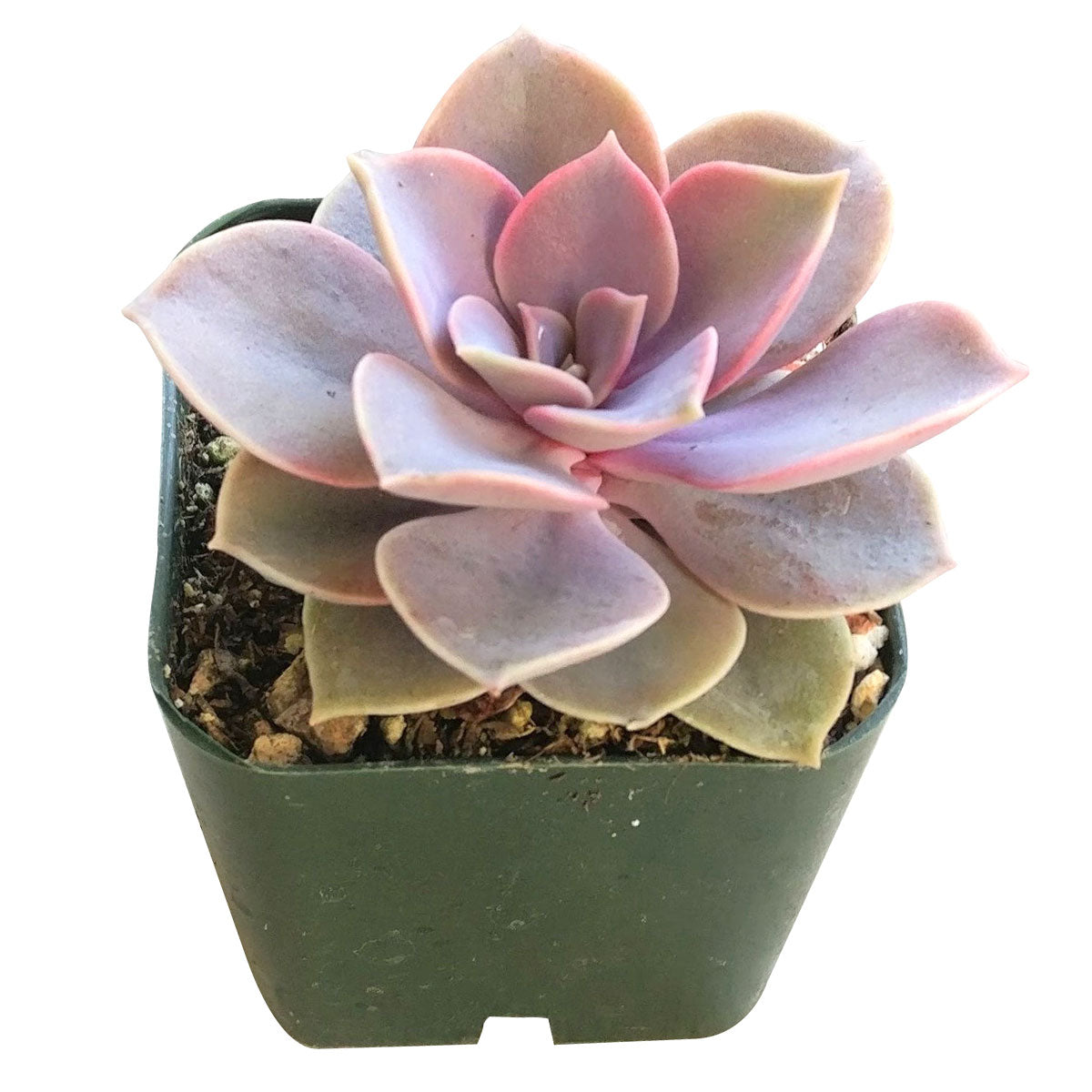 Echeveria Perle Von Nurnberg