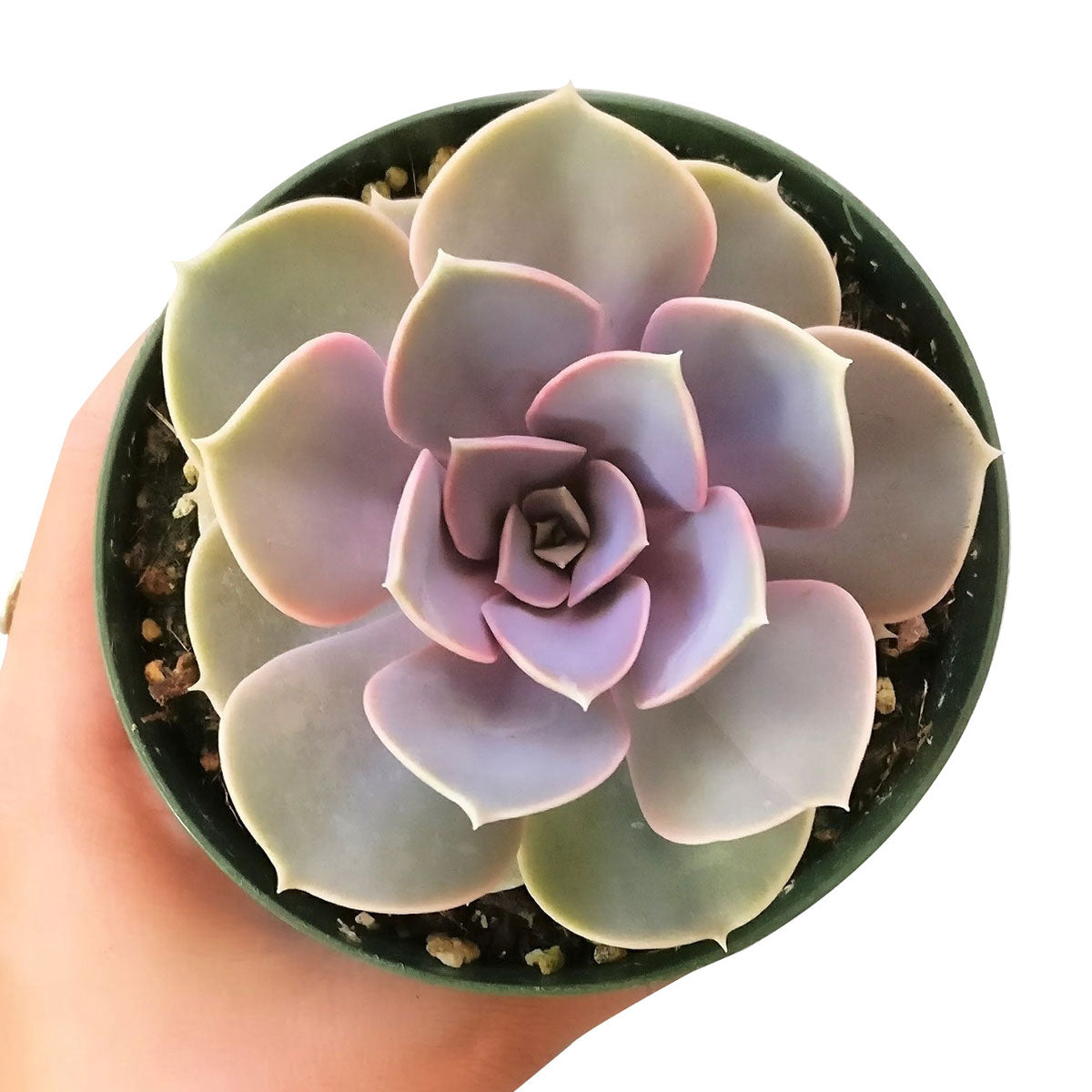 Echeveria Perle Von Nurnberg