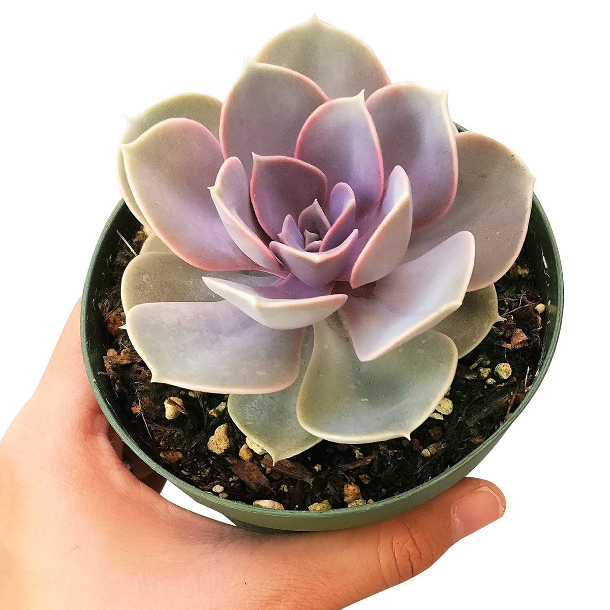 Echeveria Perle Von Nurnberg