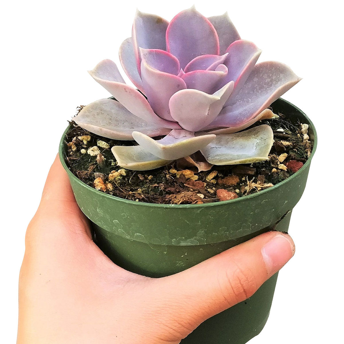 Echeveria Perle Von Nurnberg