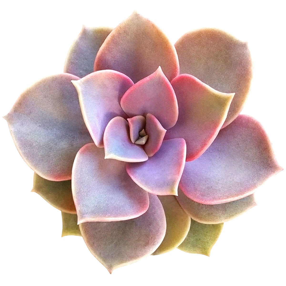 Echeveria Perle Von Nurnberg