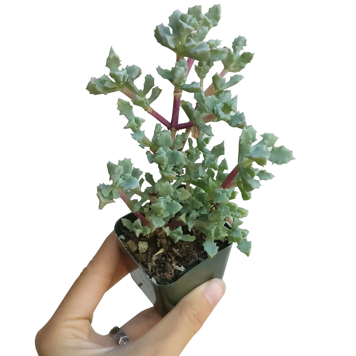 Pink Ice Plant Sandstone Vygie Succulent