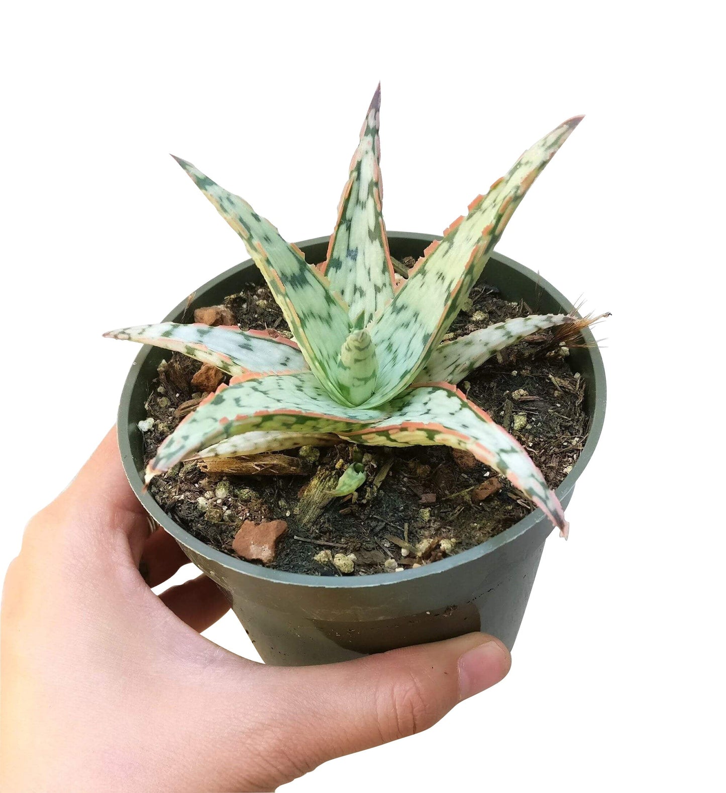 Pink Blush Aloe Succulent