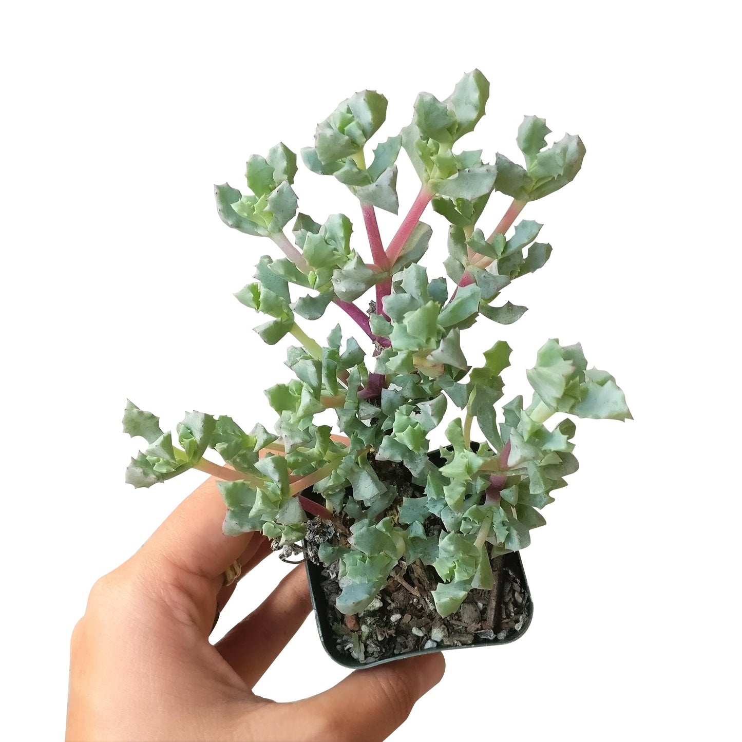 Pink Ice Plant Succulent