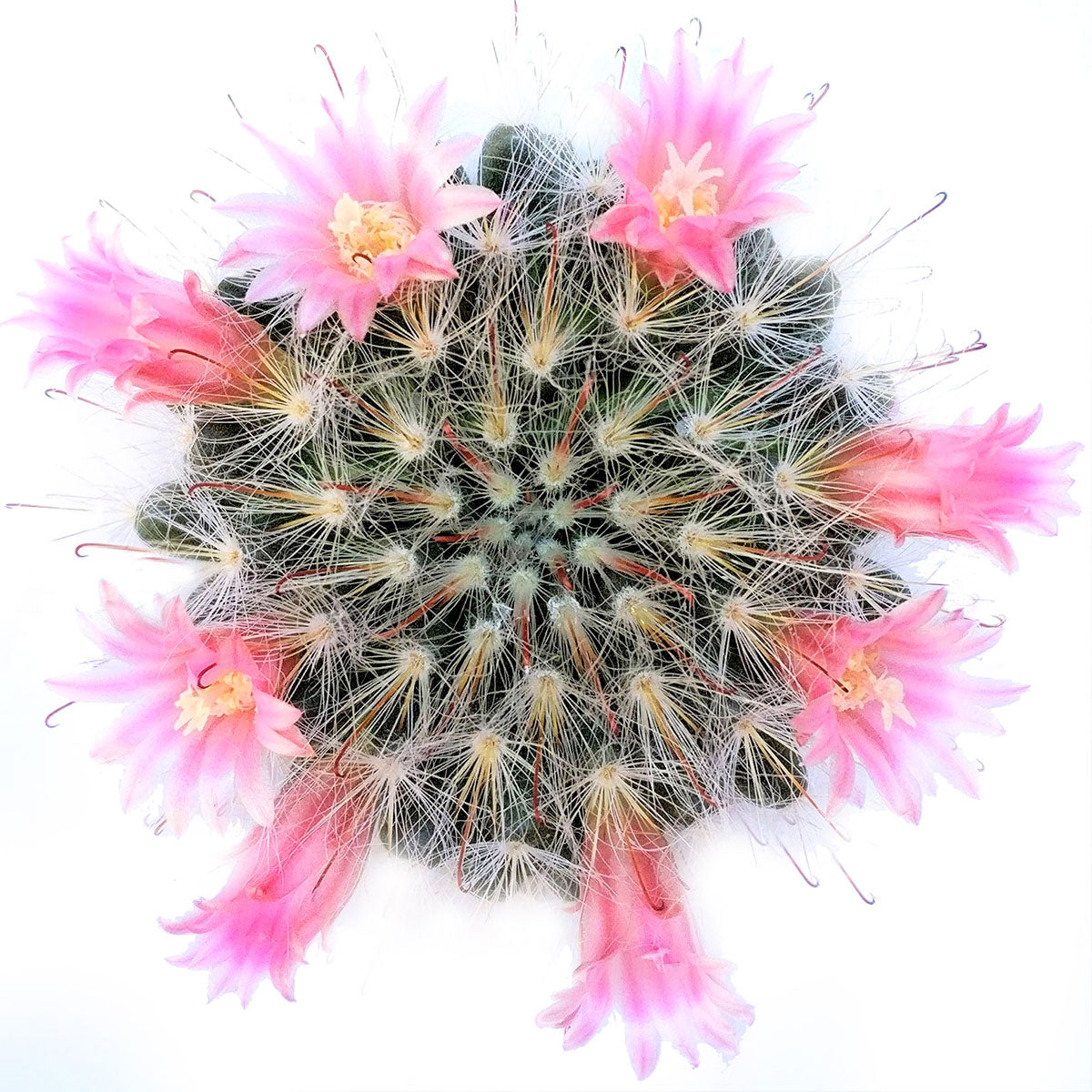 Powder Puff Cactus Mammillaria