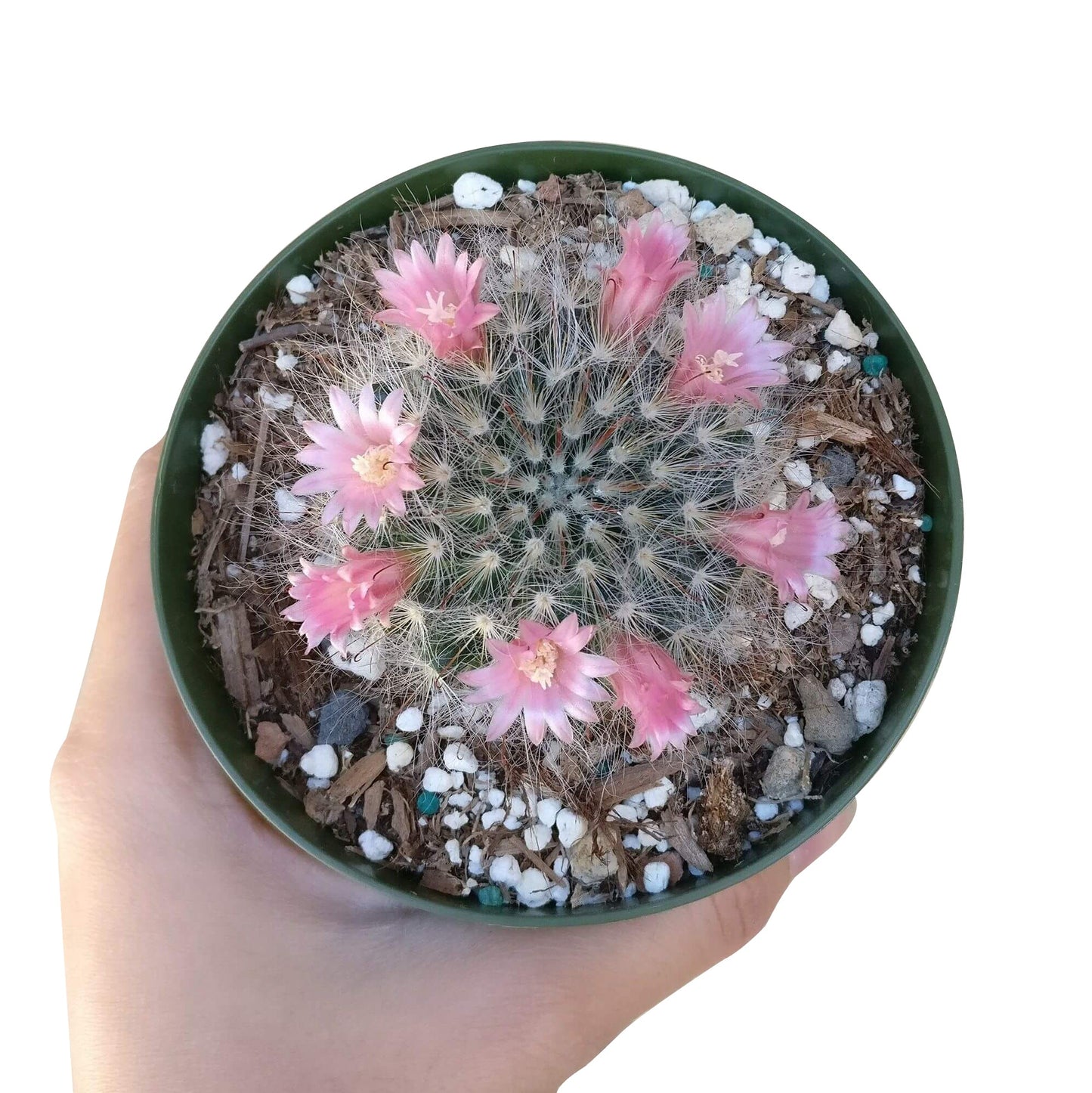 Powder Puff Cactus Mammillaria