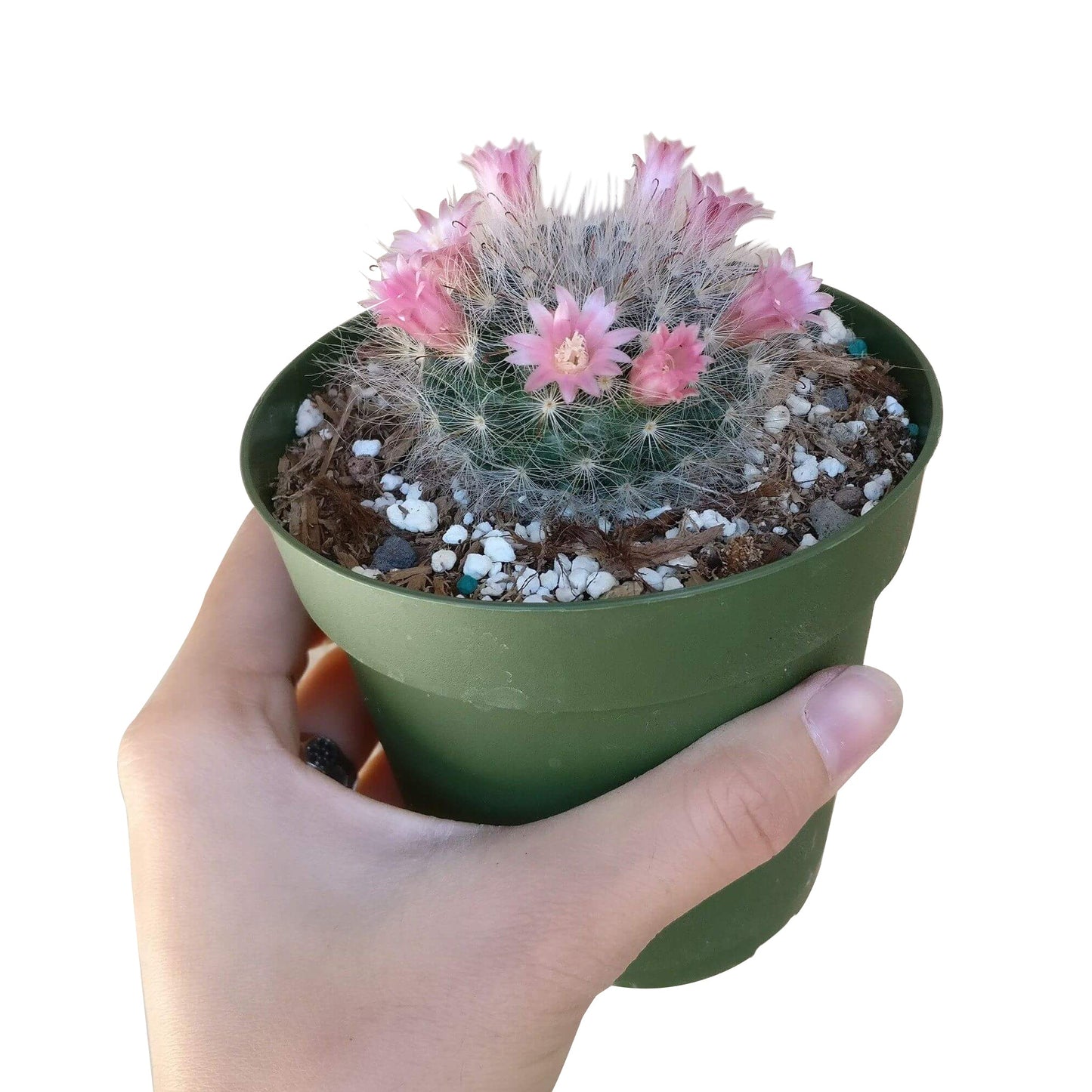 Powder Puff Cactus Mammillaria