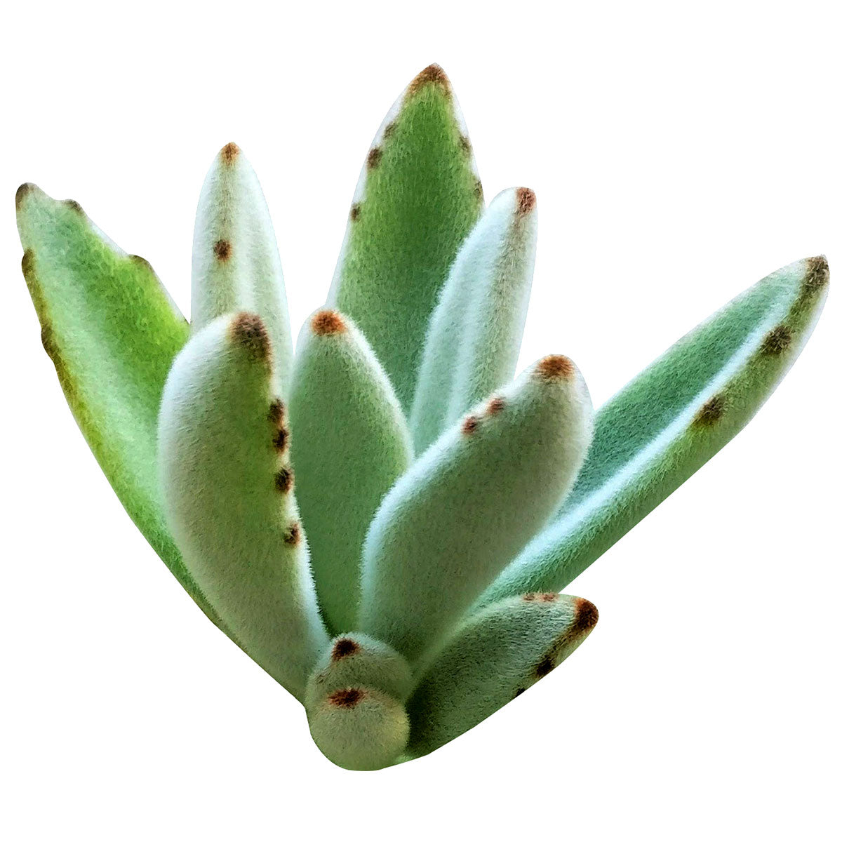 Panda Plant Kalanchoe