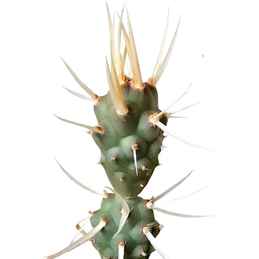 Paper Spine Cactus Tephrocactus