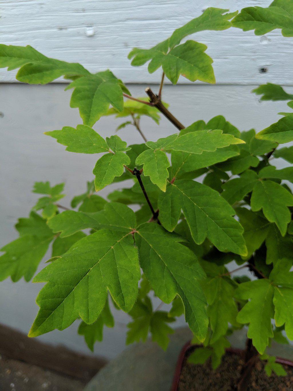 paperbark tree bonsai Paperbark Maple Bonsai Tree – Lovehopegrow