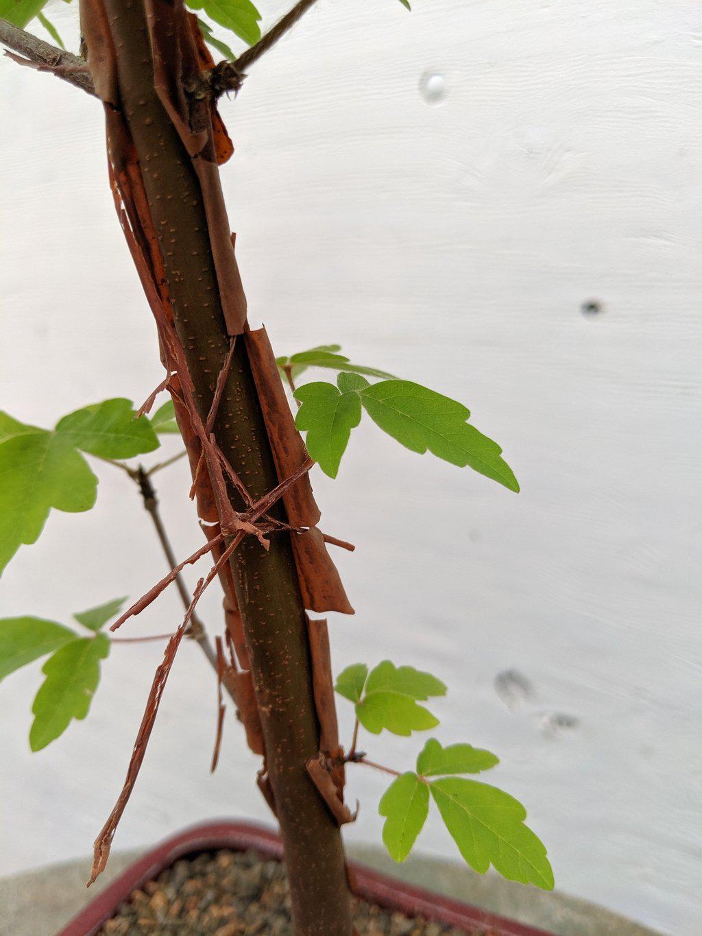 paperbark tree bonsai Paperbark Maple Bonsai Tree – Lovehopegrow