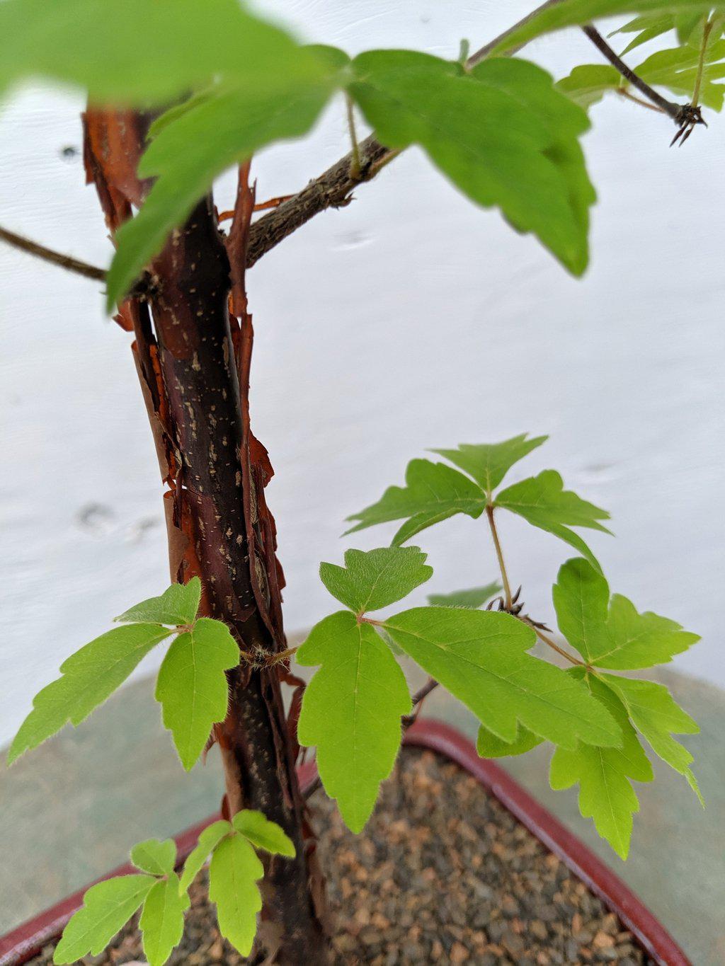 paperbark tree bonsai Paperbark Maple Bonsai Tree – Lovehopegrow