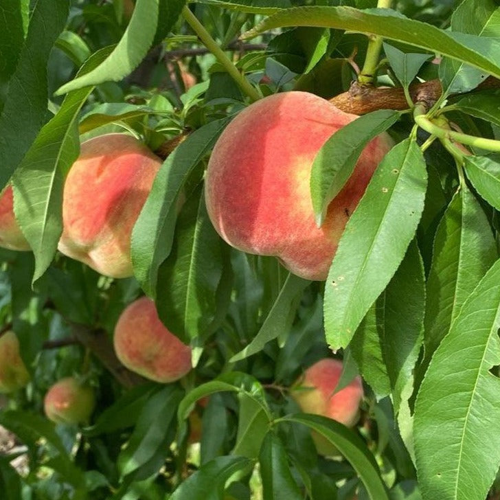 Peach Tree 'Belle of Georgia' (Zones 5 to 8)