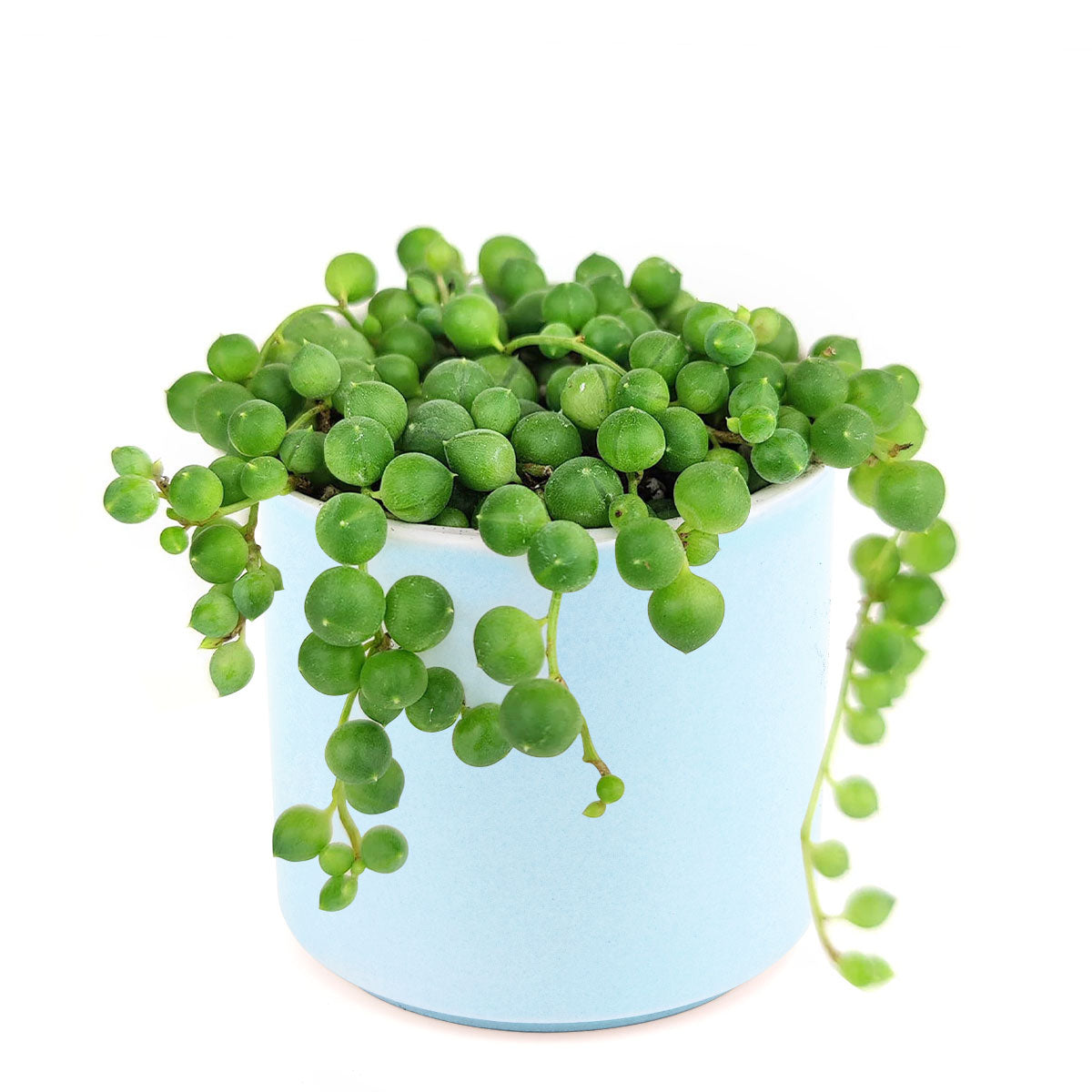 String Of Pearls Senecio Rowleyanus