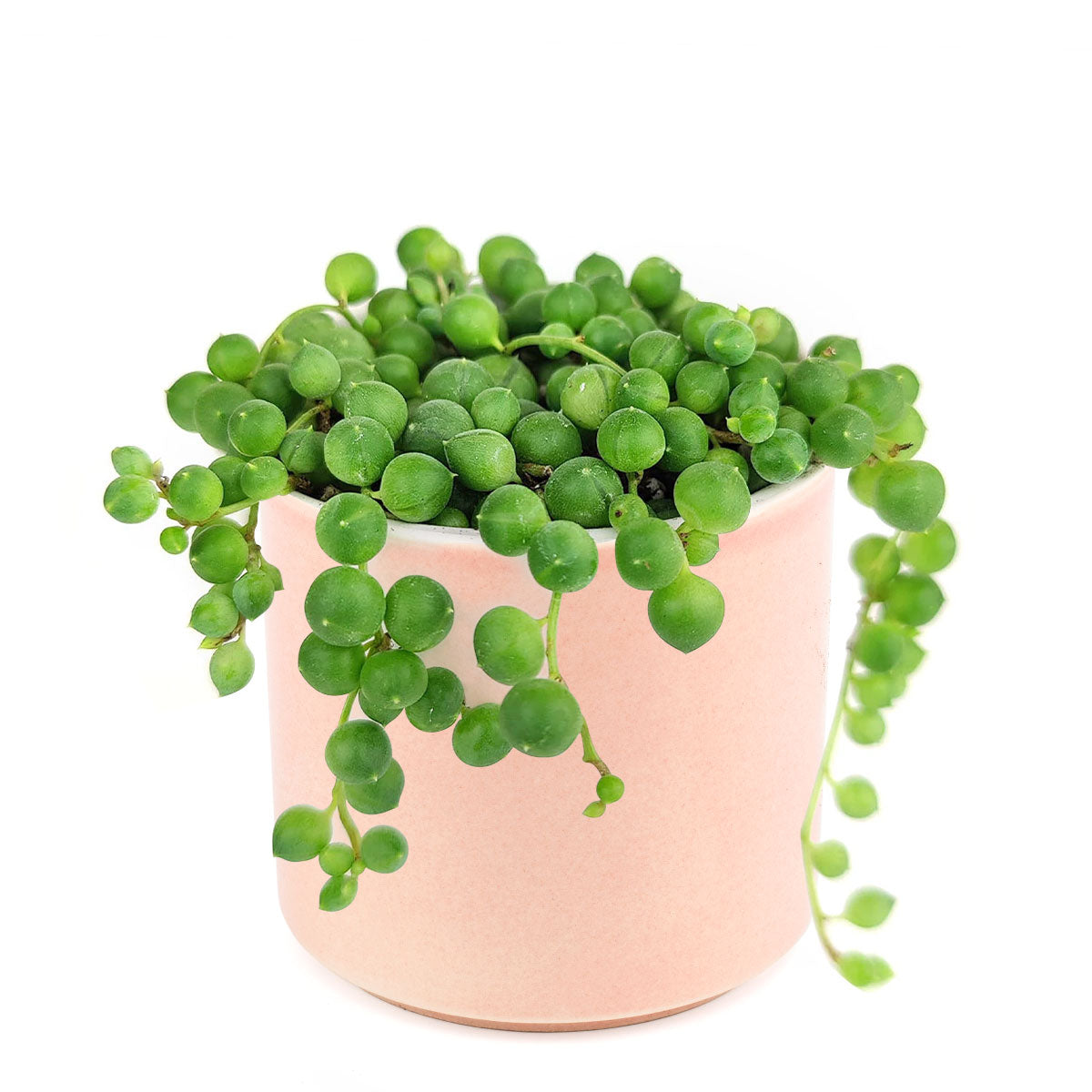 String Of Pearls Senecio Rowleyanus