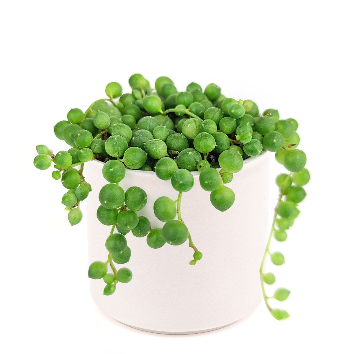 String Of Pearls Senecio Rowleyanus