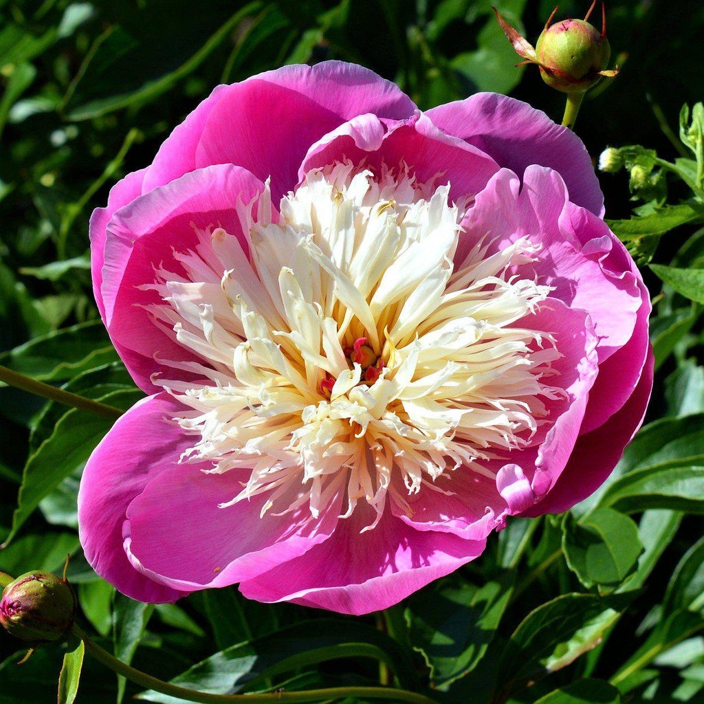 Peony 'Bowl of Beauty'