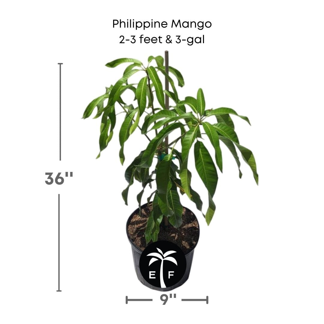 Philippine Filipino Mango Tree, Manila Grafted