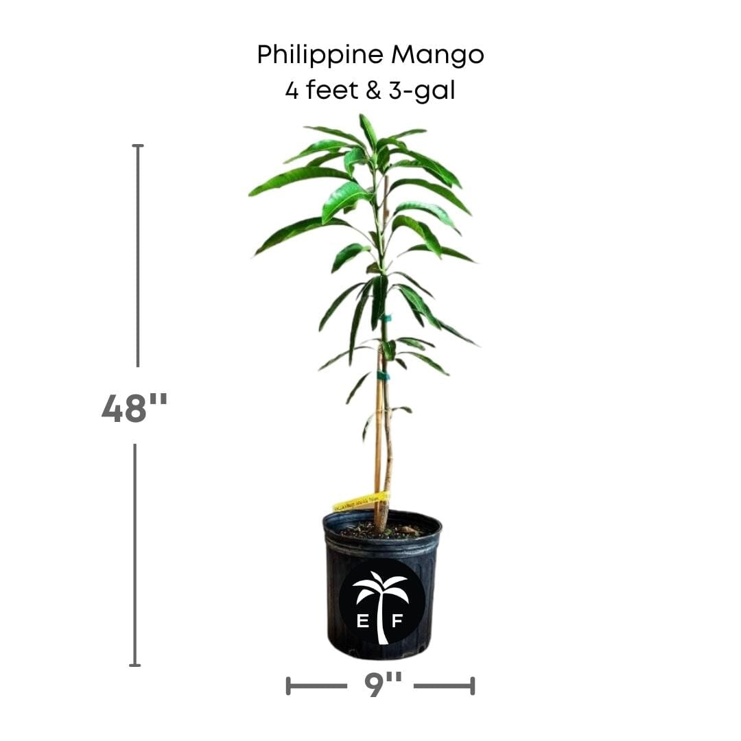 Philippine Filipino Mango Tree, Manila Grafted