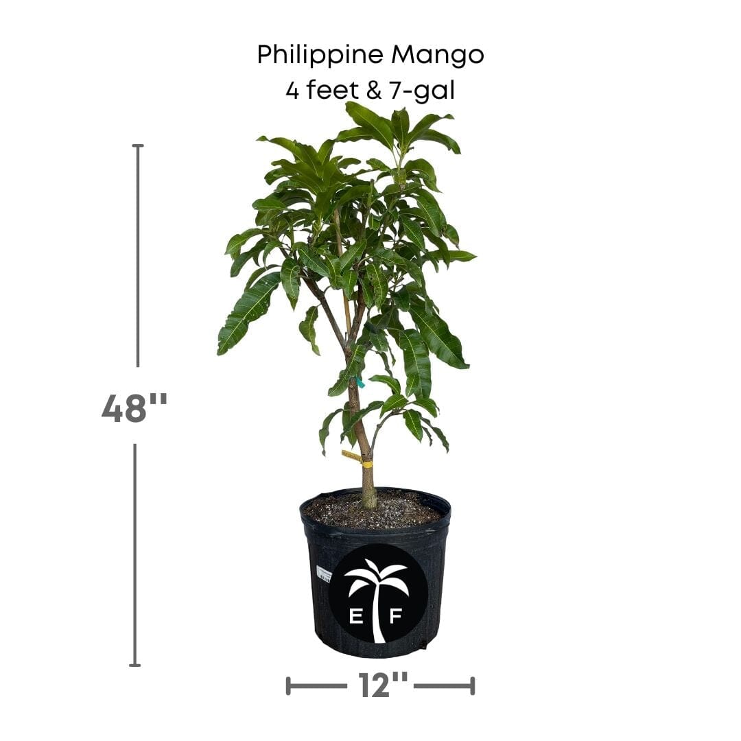 Philippine Filipino Mango Tree, Manila Grafted