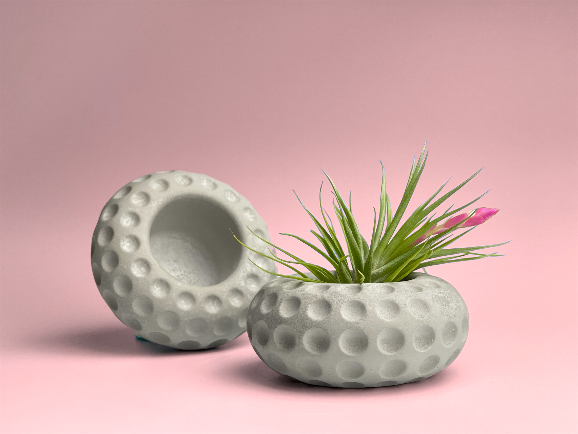 small pots for air plants Concave Dots Air Plant Holder
