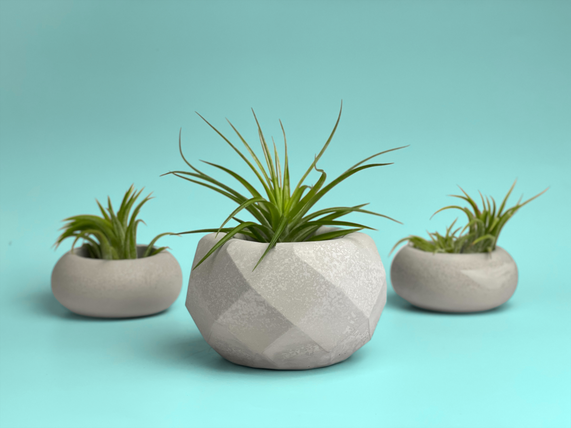 geometric air plant holder Geometric Air Plant Holder – Lovehopegrow