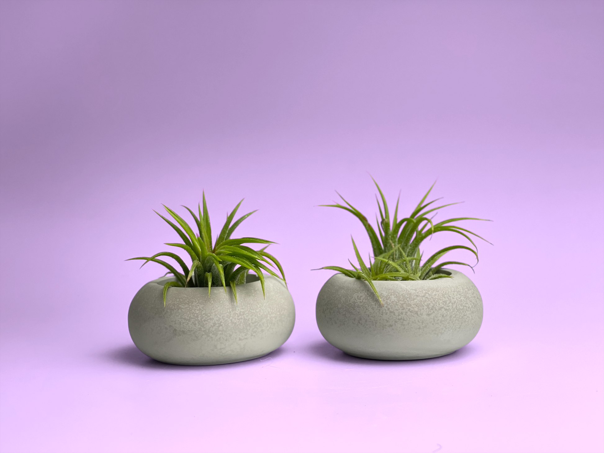 concrete air plant holder Modern Air Plant Holder – Lovehopegrow