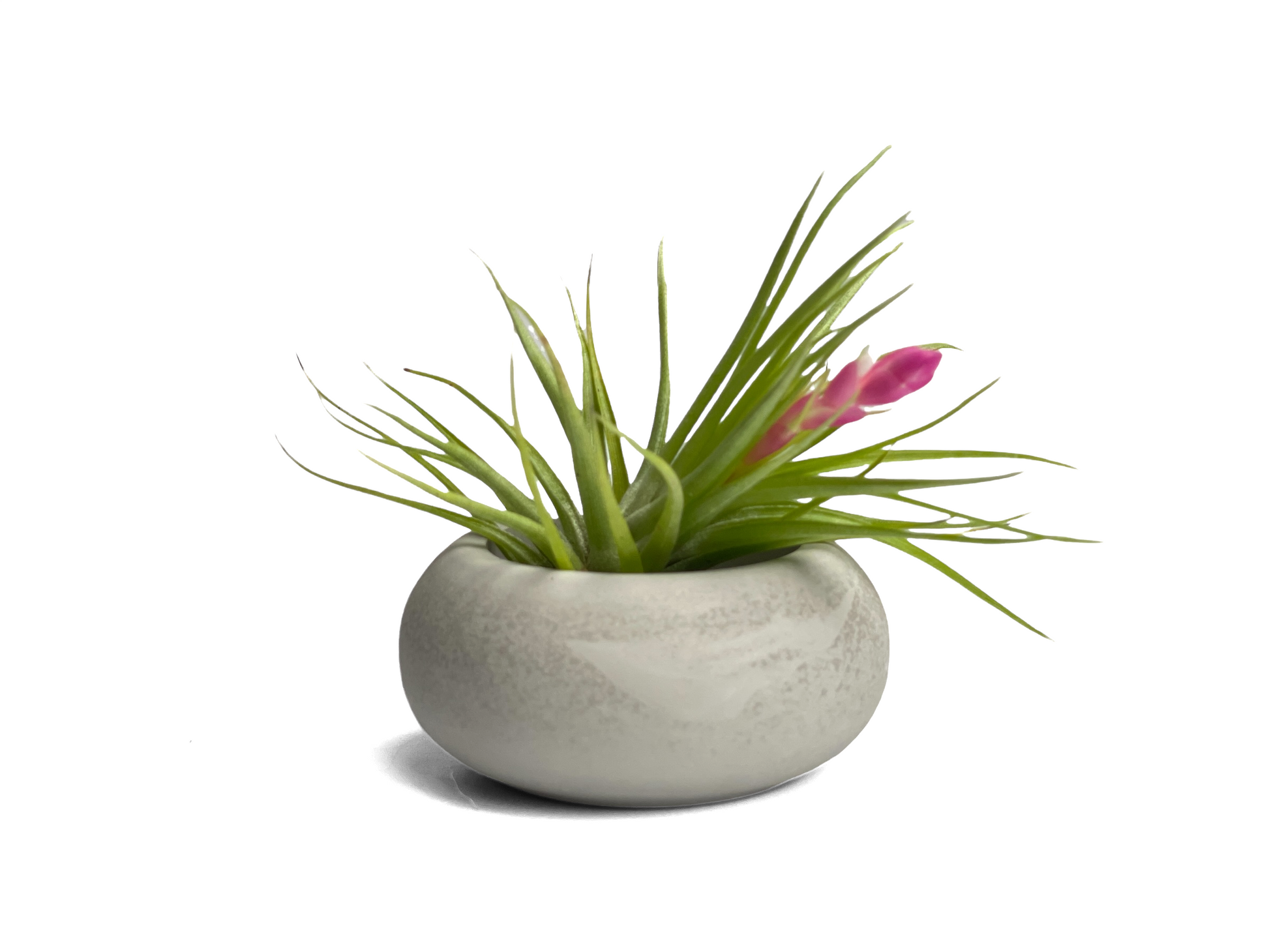 modern air plant holder Modern Air Plant Holder – Lovehopegrow