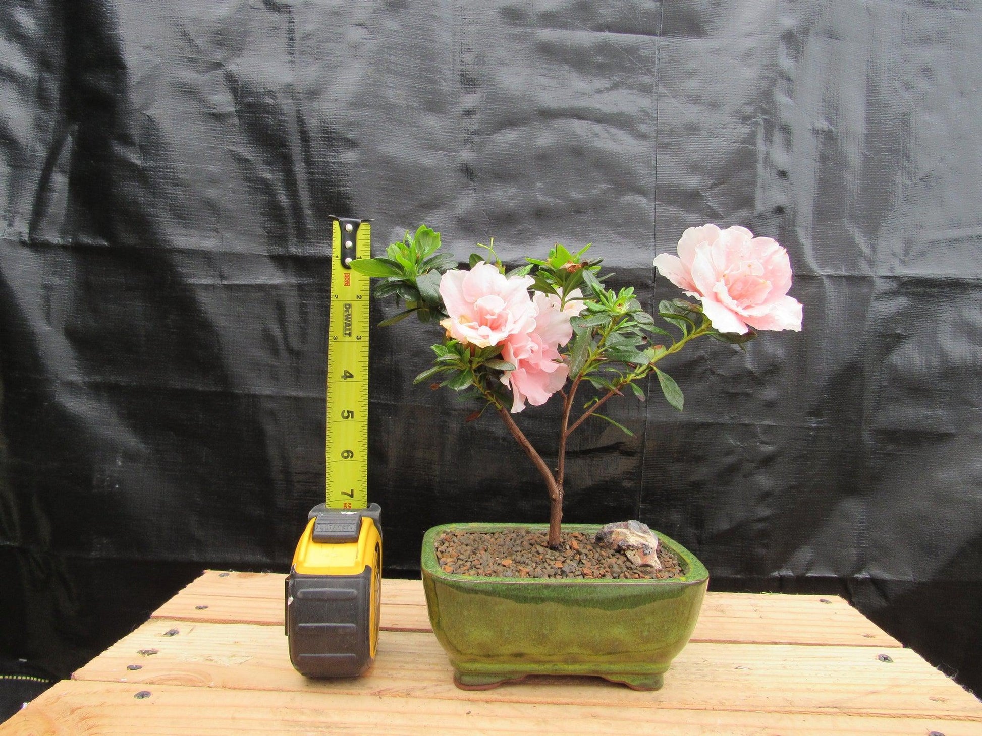 pink azalea bonsai tree Pink Azalea Bonsai Tree – Lovehopegrow
