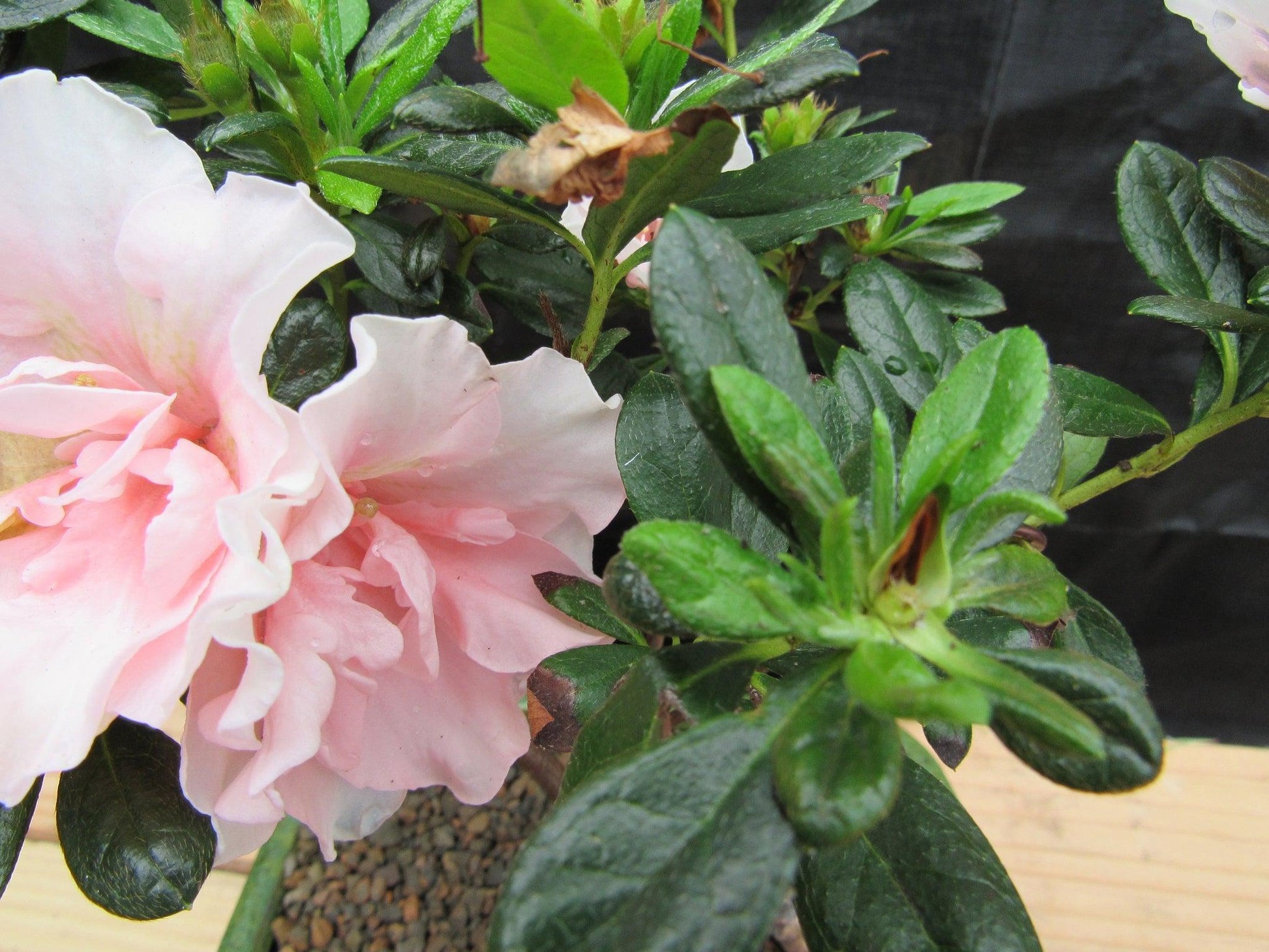 pink azalea bonsai tree Pink Azalea Bonsai Tree – Lovehopegrow