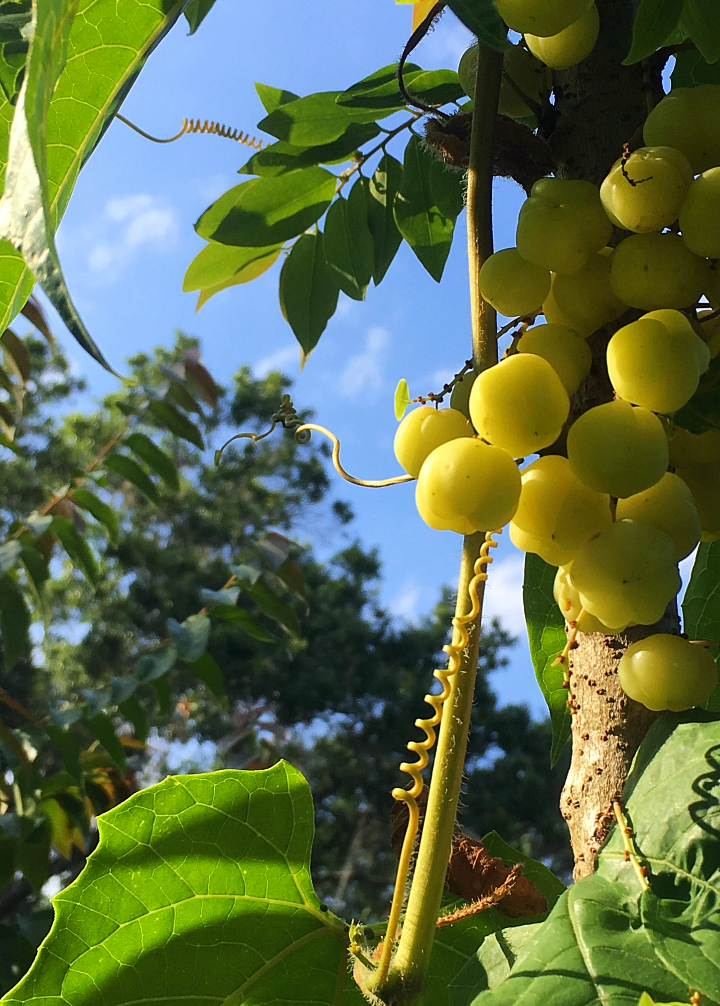 Amla, Indian Gooseberry (Phyllanthus emblica)