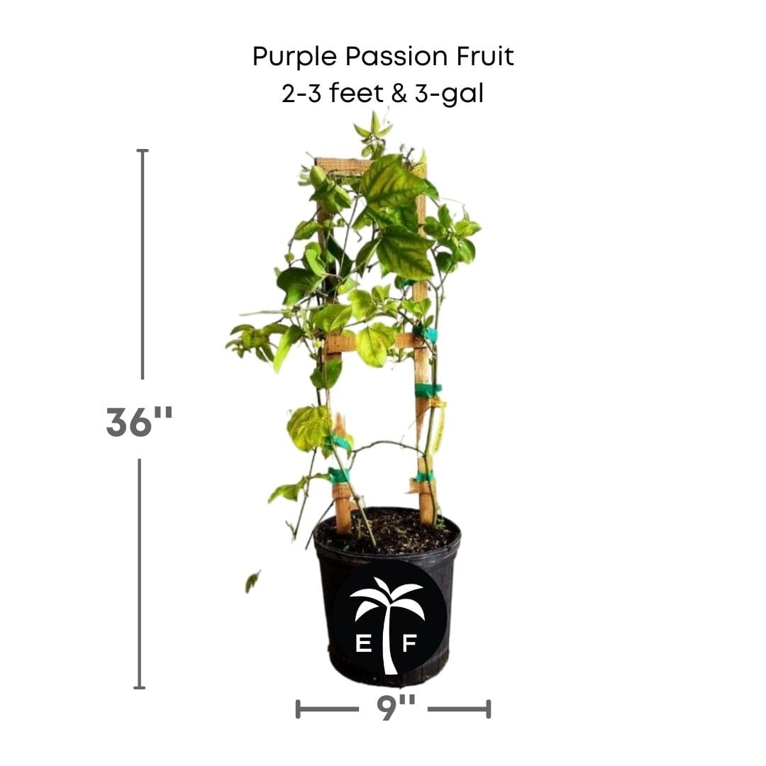 Purple Passion Fruit Vine Maracuya Morado