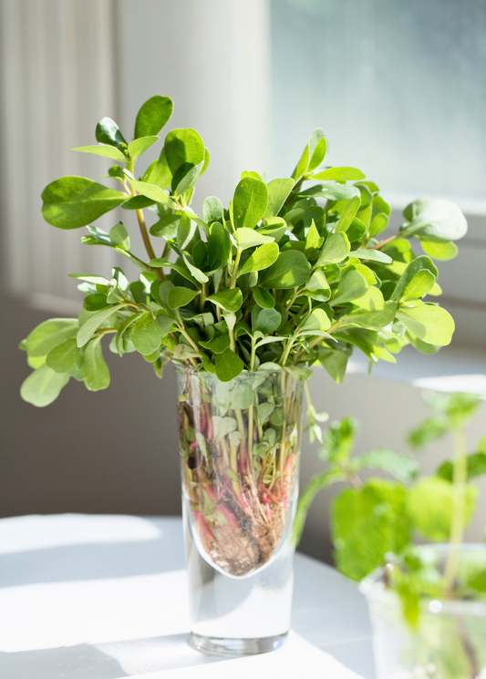Purslane (Portulaca oleracea)