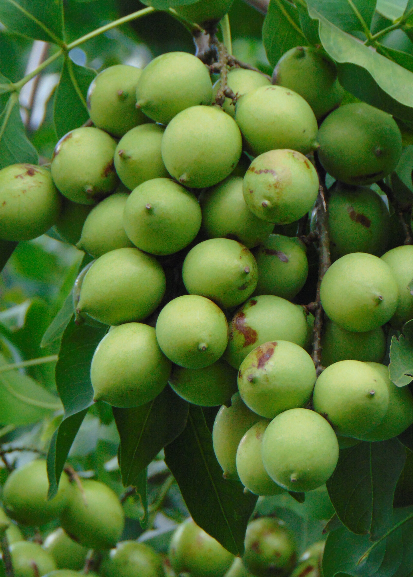 Spanish Lime, Quenepa (Melicoccus bijugatus)