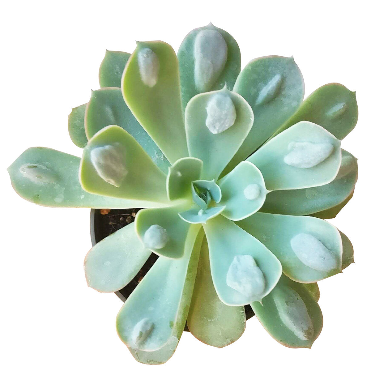 Echeveria Raindrops Succulent