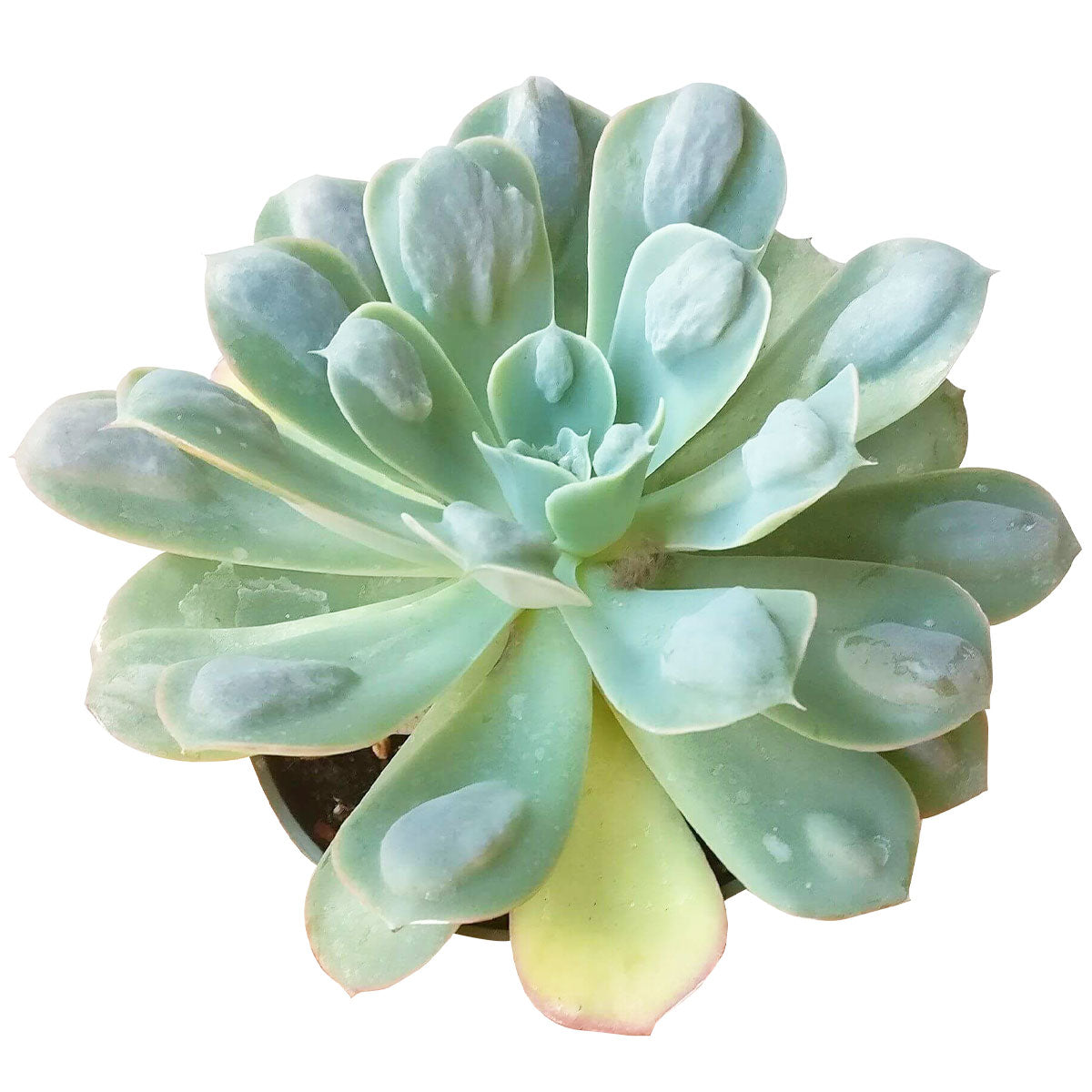 Echeveria Raindrops Succulent