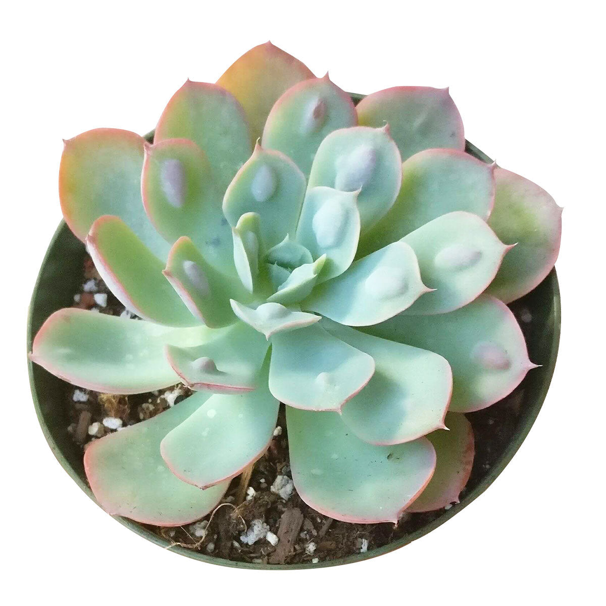 Echeveria Raindrops Succulent