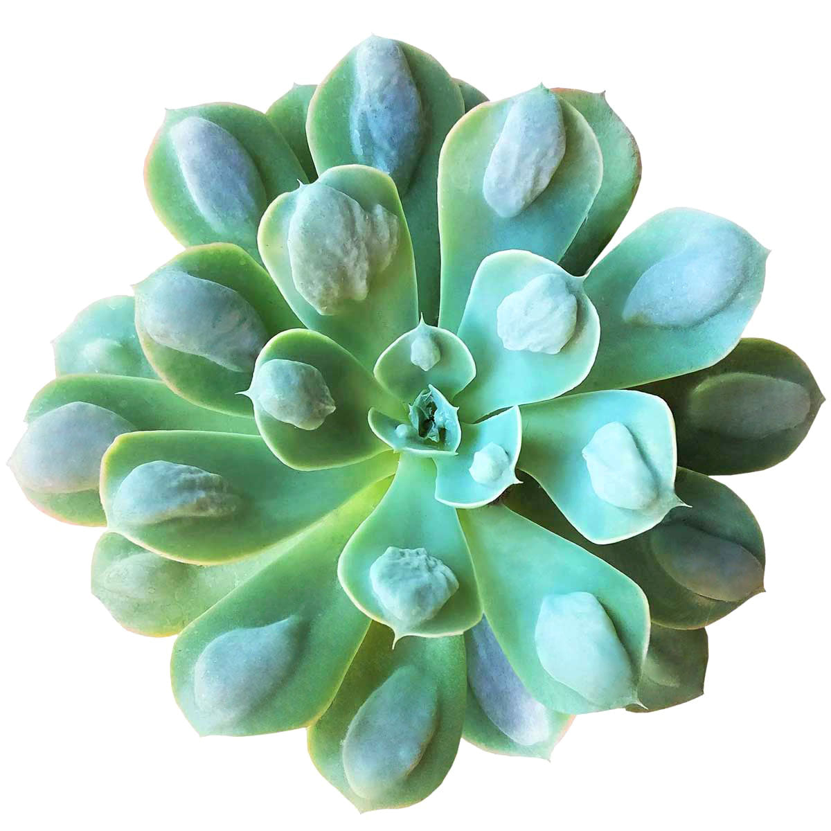 Echeveria Raindrops Succulent