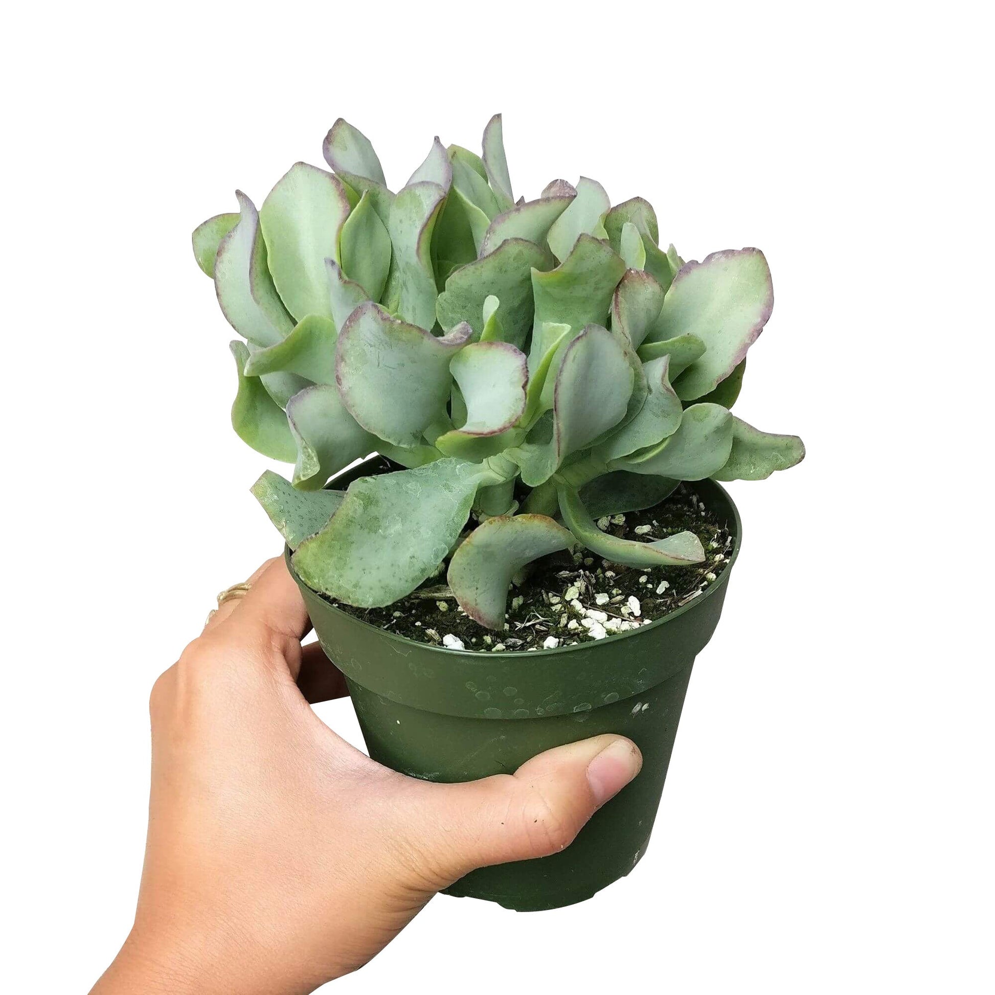 ruffle jade plant Ruffle Jade Crassula