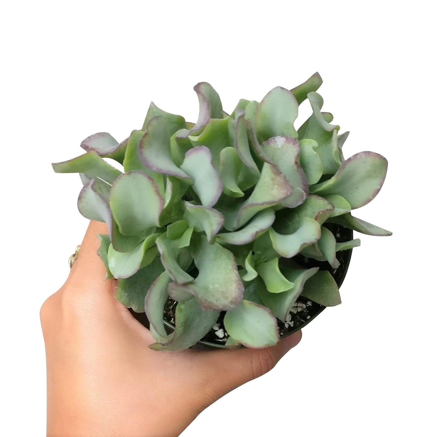 Ruffle Jade Crassula