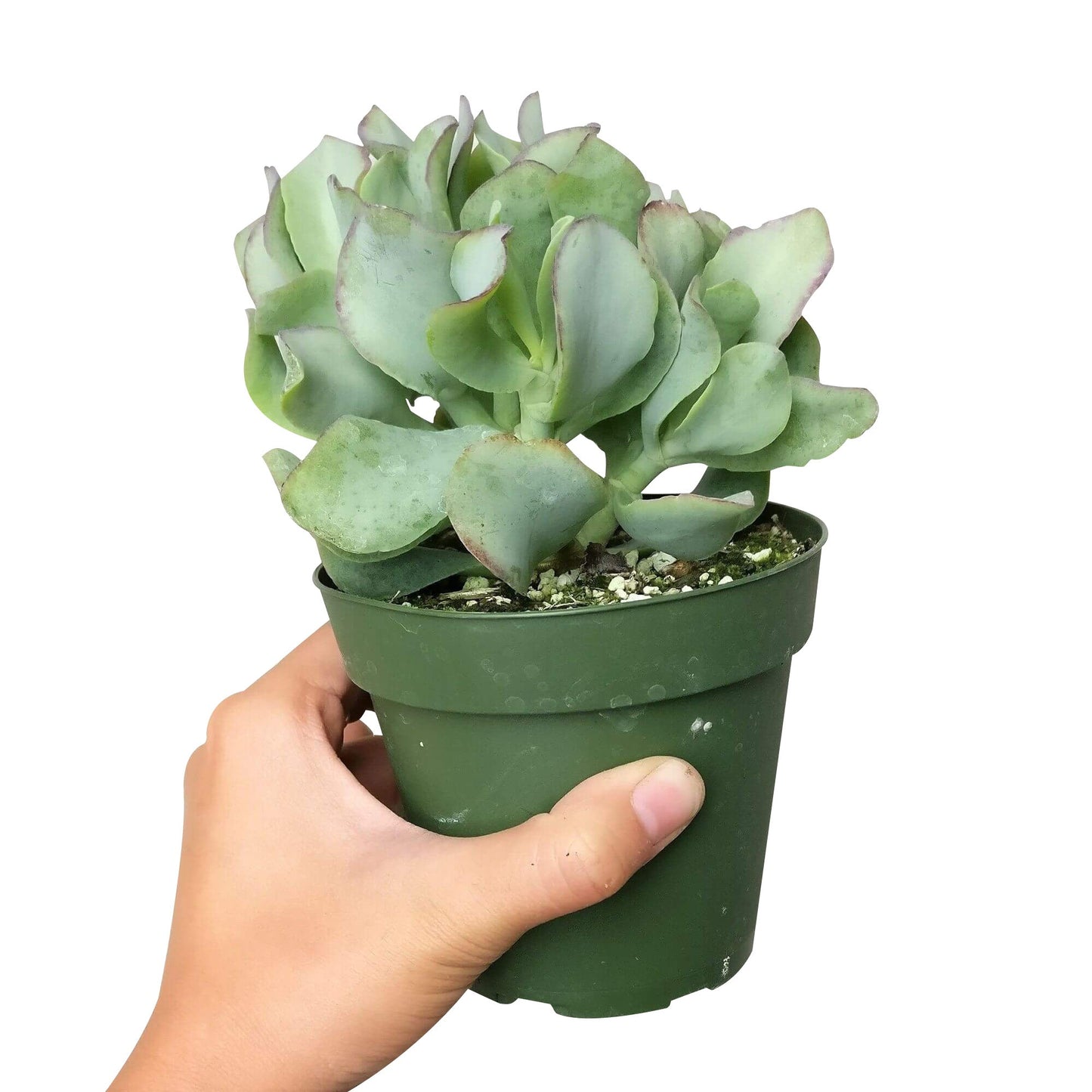 Ruffle Jade Crassula