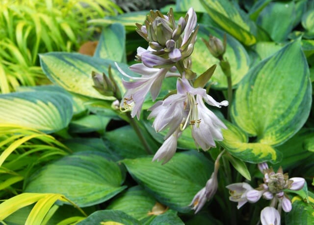 Hosta 'June'