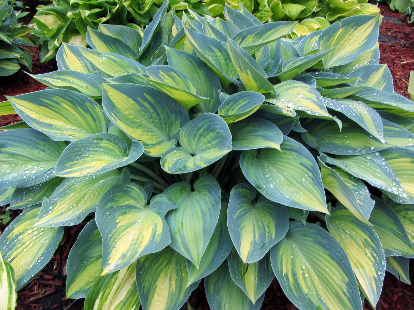 Hosta 'June'