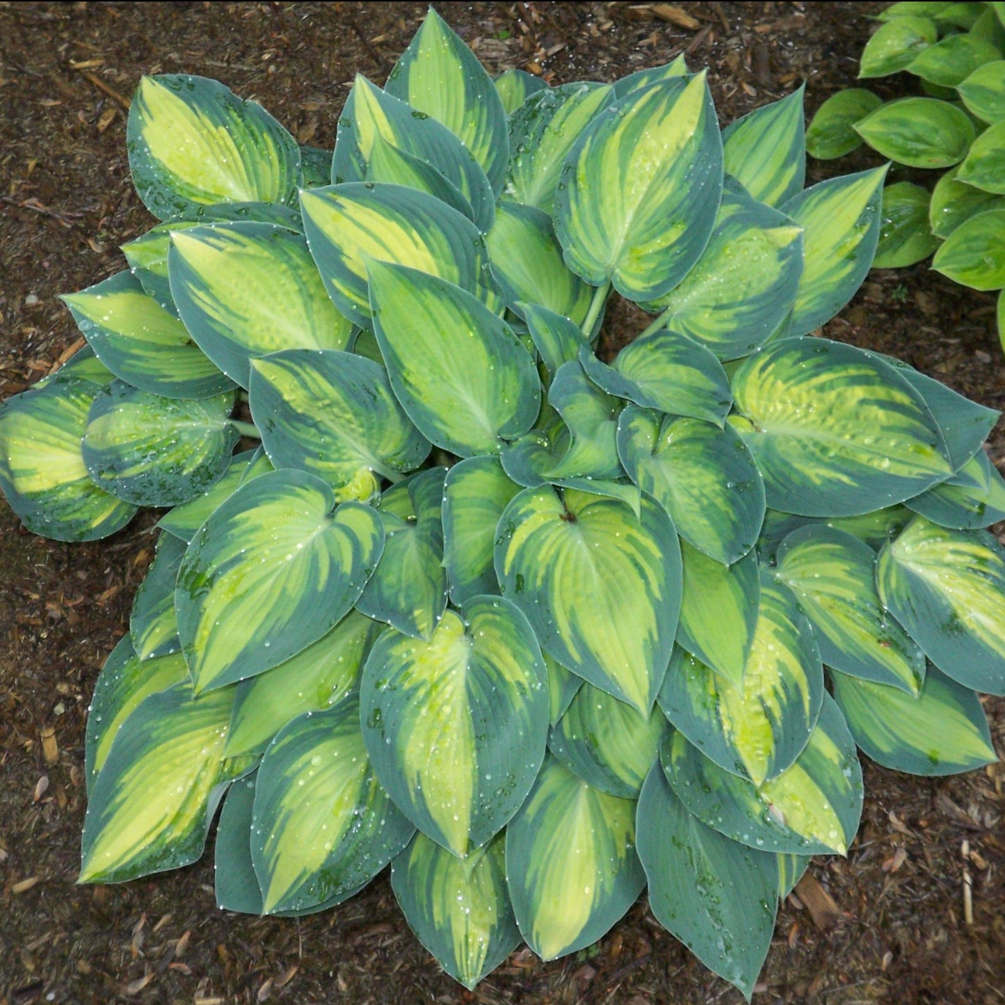 Hosta 'June'