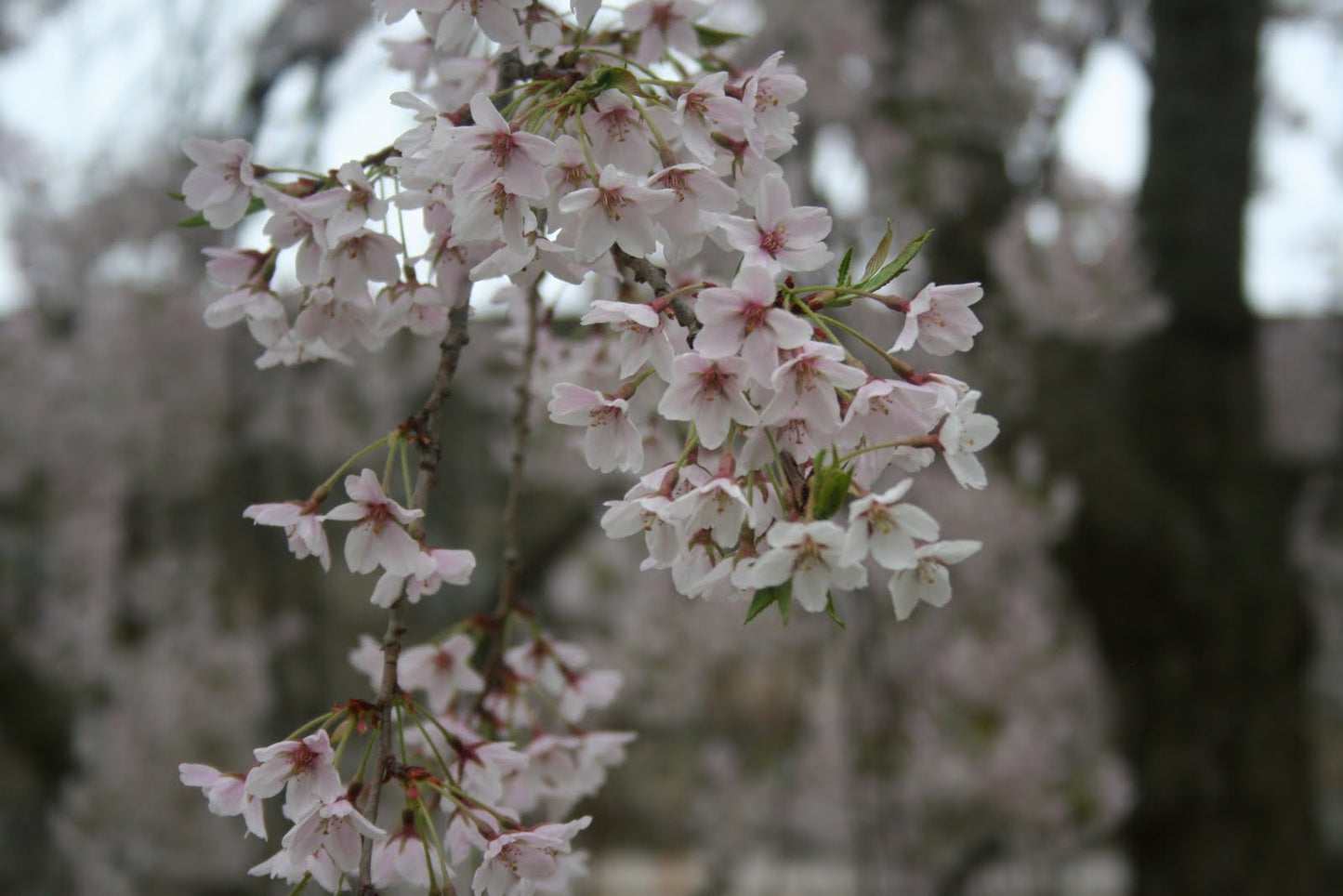 Ornamental Cherry Tree 'Yoshino Cherry Tree'