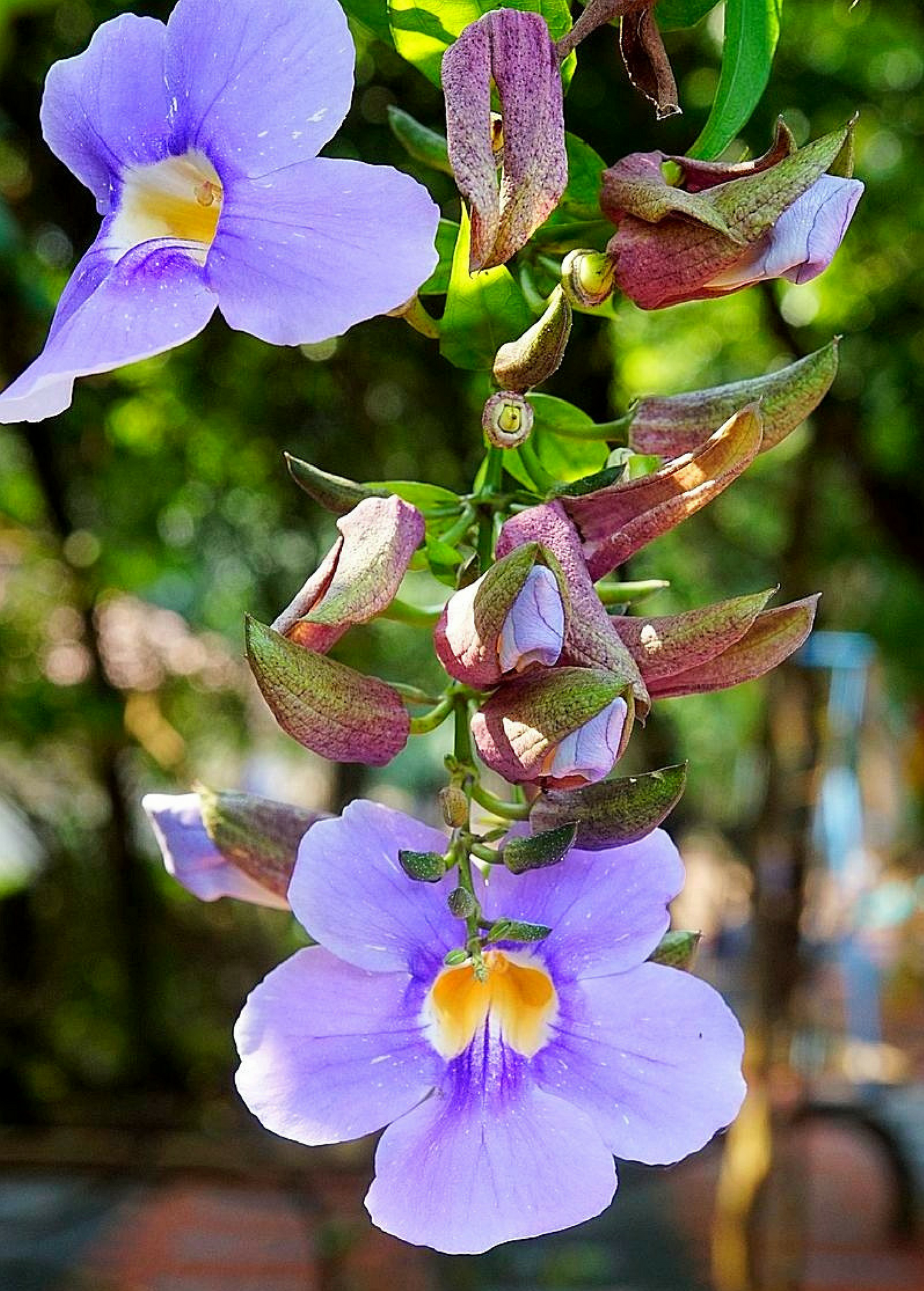Rang Jued (Thunbergia laurifolia)