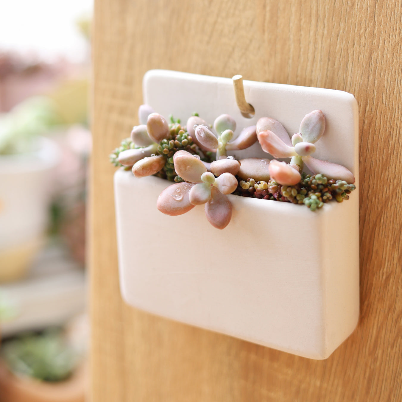 Rectangle Hanging Planter