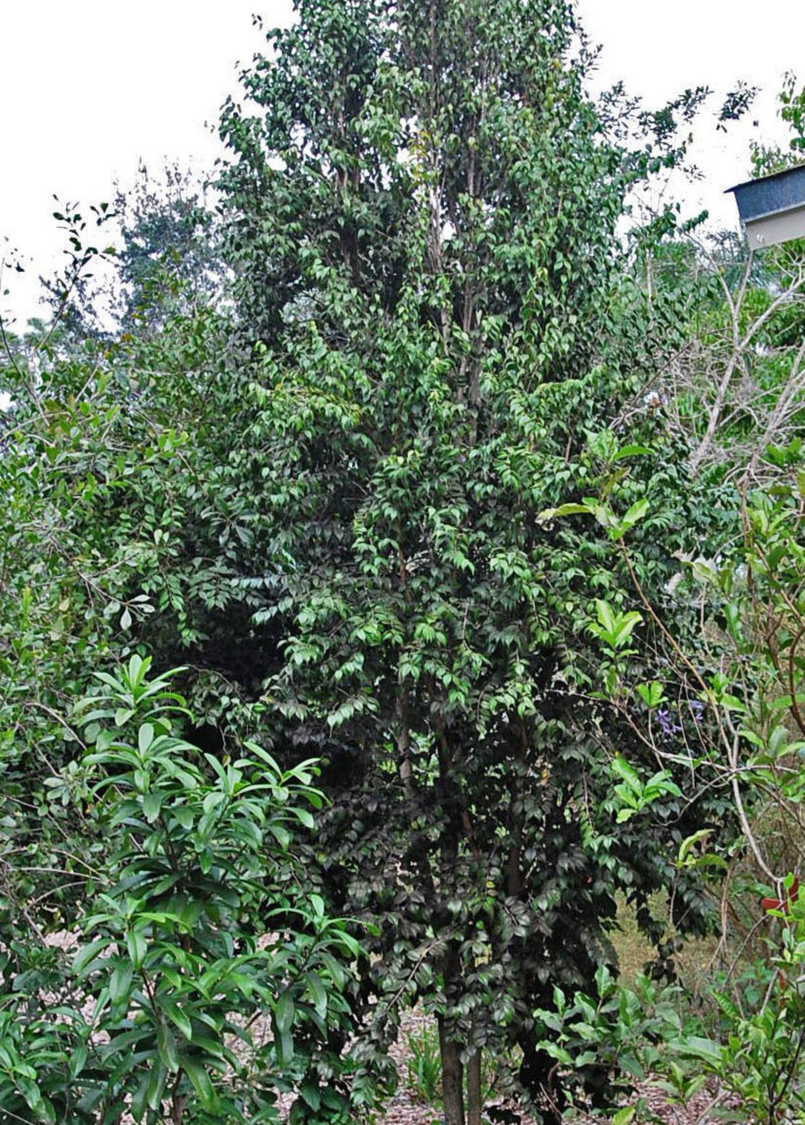 Red Stopper Red Berry Stopper (Eugenia confusa) – Lovehopegrow
